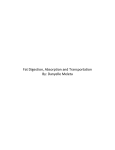 Fat Digestion, Absorption and Transportation By: Danyelle Meleta