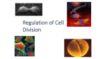 Regulation of Cell Cycle