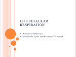 Ch 9 Cellular Respiration