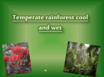 Temperate rain forest cool and wet