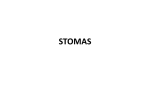 STOMAS