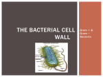The bacterial Cell Wall