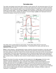 The Cardiac Cycle: