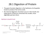 28.1 Digestion of Protein