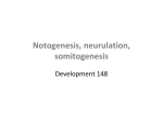 Notogenesis, neurulation, somitogenesis