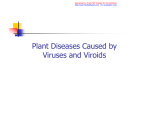 Plant Diseases Caused by Viruses and Viroids