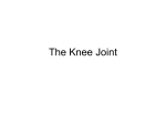 The_Knee_Joint_handout