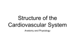 Structure of the Cardiovascular System