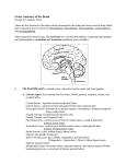 Gross Anatomy of the Brain - Dr. Leichnetz
