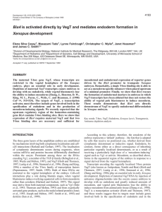 VegT activates Bix4 to specify endodermal