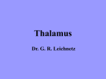 Thalamus - eCurriculum