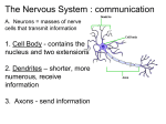 nervous system ppt