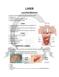 Learning objectives Liver Liver HEPATIC LOBES Left lobe,