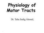 L4- Student Copy Motor Tracts