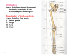 Saphenous nerve