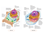 Plant Cell Animal Cell