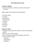 The Endocrine System