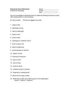 Directional Terms Worksheet