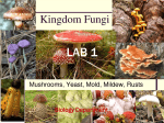 Lab 1:Kingdom Fungi