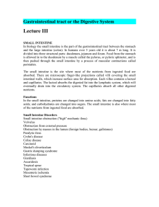 Digestive System_lecture III - Medical