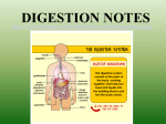 digestion notes