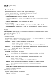 Fascia 1. Investing layer 2. Prevertebral layer 3. Pretracheal layer