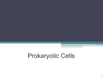 Prokaryotic and Eukaryotic Cells