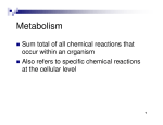 Sum total of all chemical reactions that occur within an