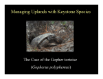 Managing Uplands with Keystone Species