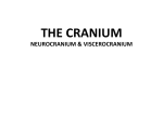 the cranium