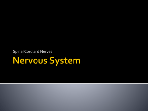 Nervous System - Fuller Anatomy