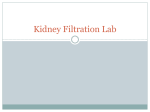 Kidney PPT