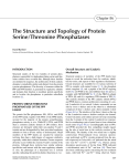 The Structure and Topology of Protein Serine/Threonine