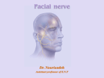 Facial nerve