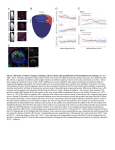 Fig. S1. Schematic of embryo staging, sectioning, cell movements