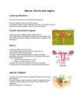 Uterus, Cervix and vagina