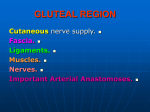 16-gluteal region2008-05-04 10:547.0 MB