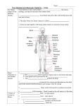 The Skeletal and Muscular Systems – notes