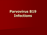 Parvovirus B19 Infections Pathogenesis