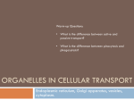 Organelles in cellular transport