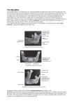 The Mandible
