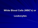 White Blood Cells (WBC`s) or Leukocytes