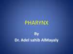 Wall of pharynx A