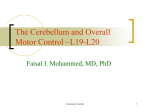 The Cerebellum, Basal Ganglia and Overall Motor