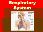 Respiratory System power point