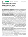 Gastrulation dynamics: cells move into focus - MPI