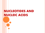 NUCLEOTIDES AND NUCLEIC ACIDS