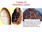 Chapter 14 Respiratory system