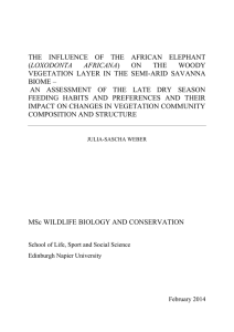THE INFLUENCE OF THE AFRICAN ELEPHANT (LOXODONTA