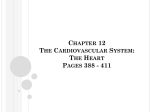Chapter 12 The Cardiovascular System: The Heart Pages 388
